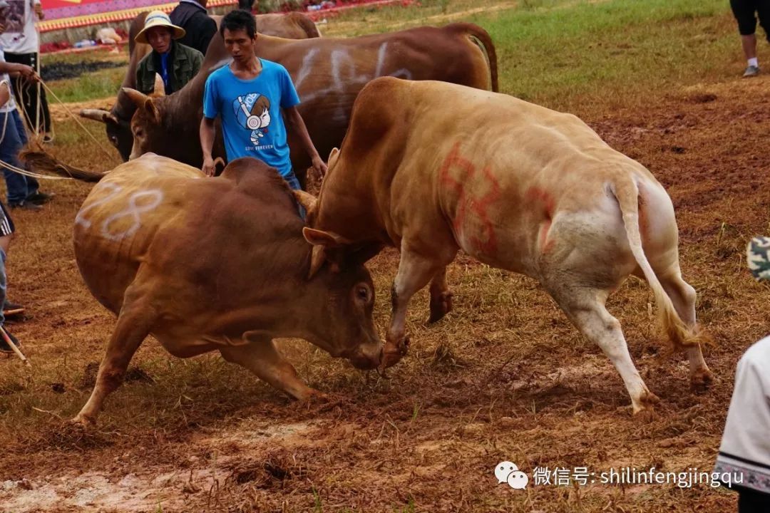 必备科技“微信斗牛开挂免费下载”开挂神器{透视辅助}全揭秘-第2张图片